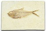 Detailed Fossil Fish (Diplomystus) - Wyoming #367563-1